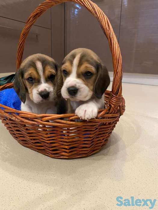 Бигль, фотография 3