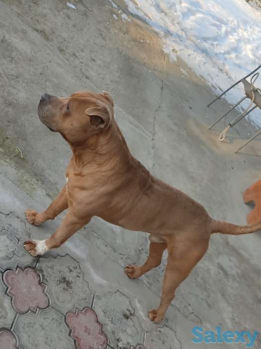 Стаффордширский терьер (стаффорд), фотография 8