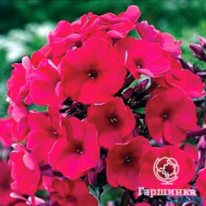 Флокс метельчатый Надя, фотография 1