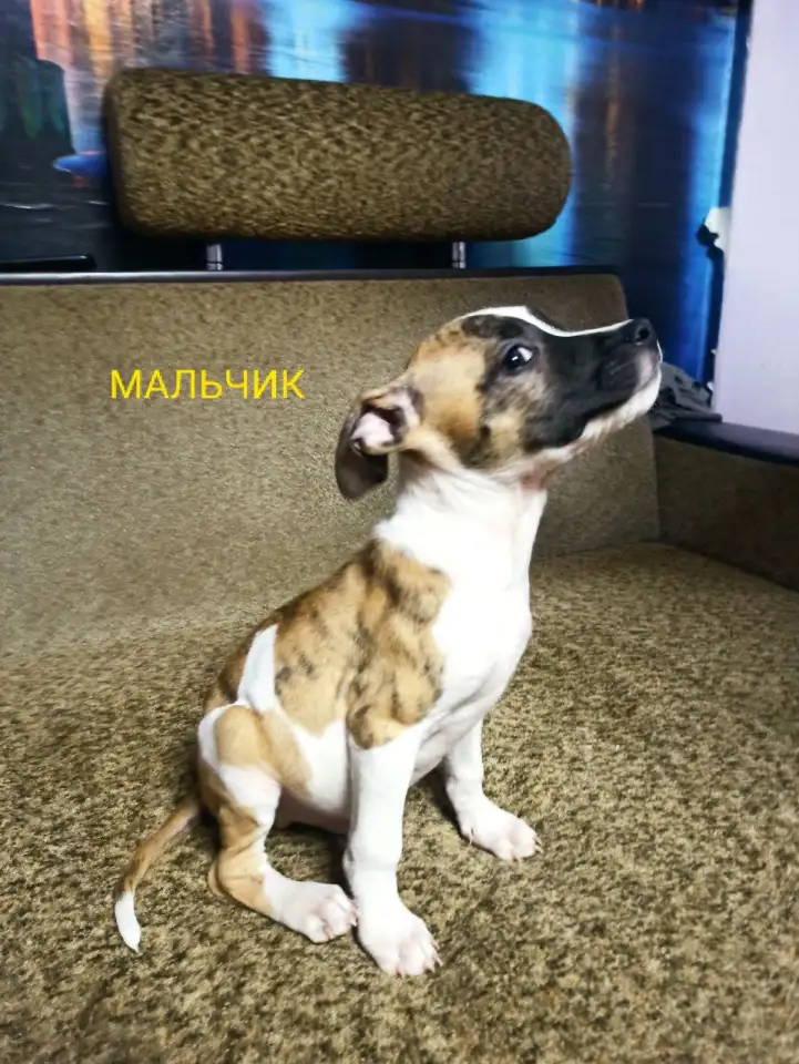 Продажа Американский Стаффордширский терьер, фотография 6