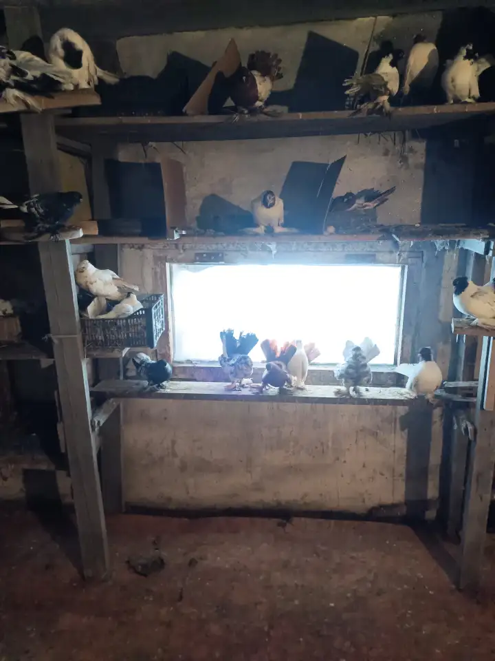 Голуби, фотография 1