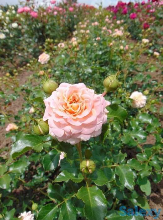 Саженец розы мини Сербия, фотография 3