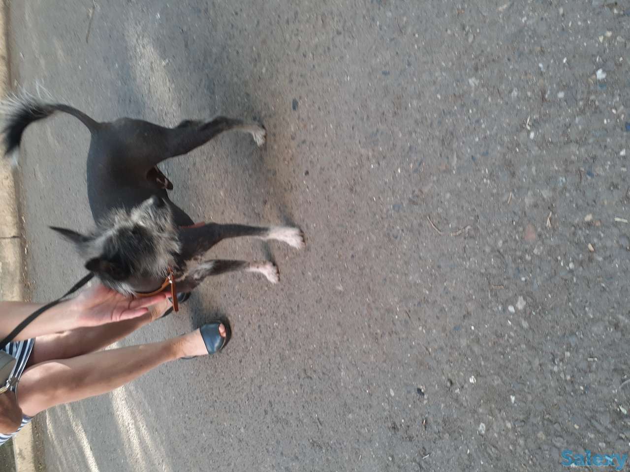 Нашли кобелька Китайскую хохлатую. Ищем хозяина или любителя такой породы, фотография 5