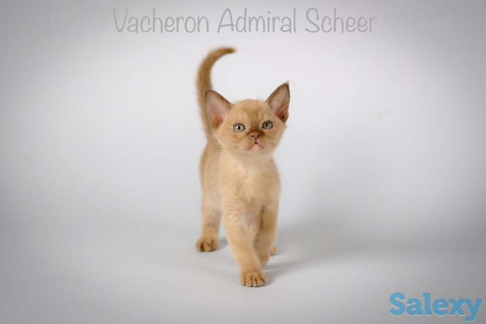 Бурманские котята, фотография 2