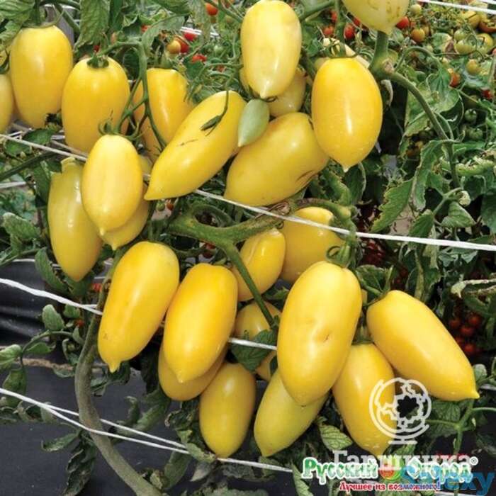 Семена Томат Московский деликатес сливочный F1 (Вкуснятина) 10шт, фотография 1