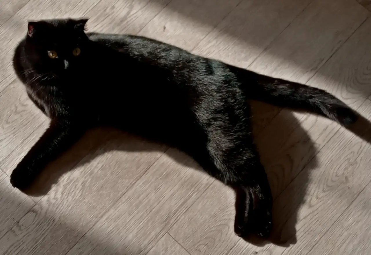 Отдадим шотландскую вислоухою кошку бесплатно, фотография 1