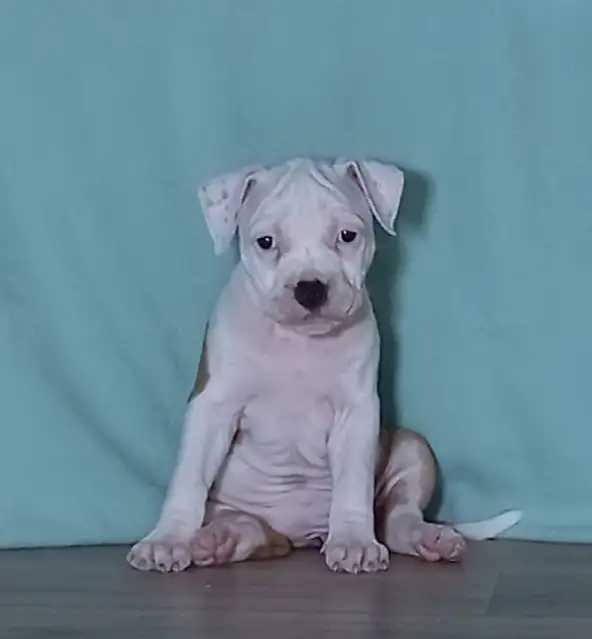 Американский стаффордширский терьер, фотография 5