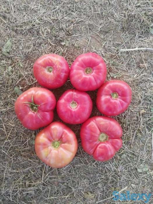 Семена розовых томатов помидор Pink Matador, фотография 2