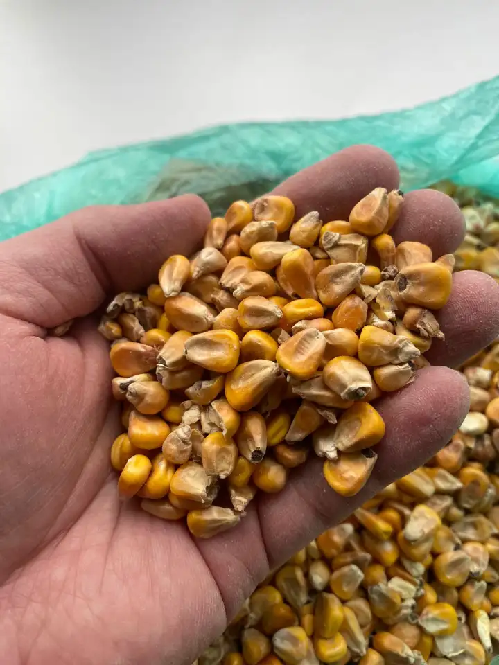 Кукуруза, фотография 1