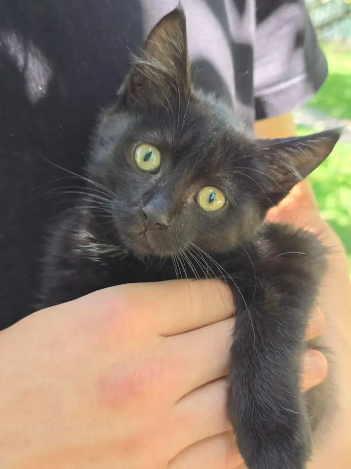 Отдам котёнка в добрые руки, фотография 1