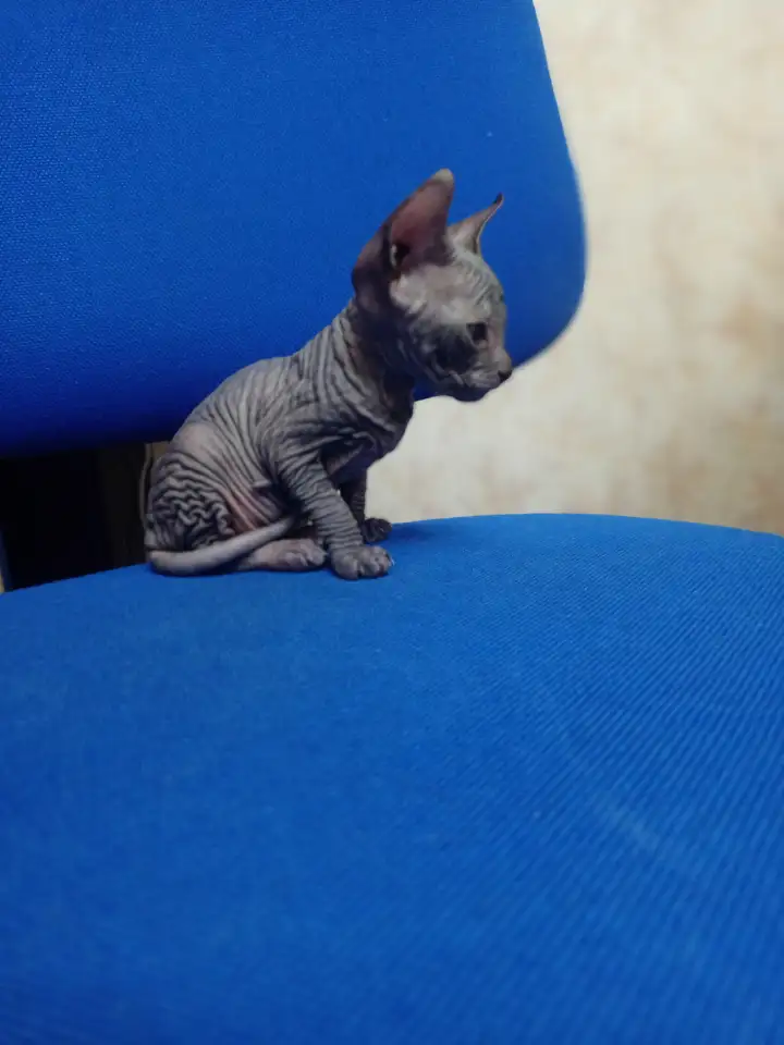 Очень ласковая кошечка сфинкс, ждёт своих хозяев!!!, фотография 8