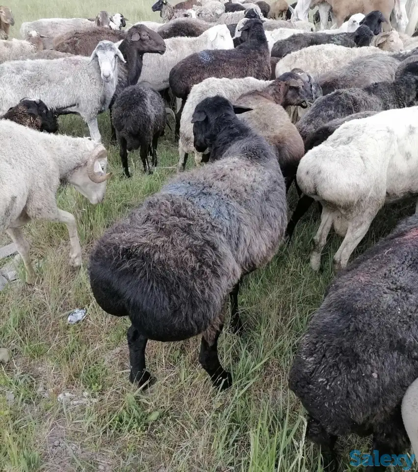 Требуется пастух, фотография 1