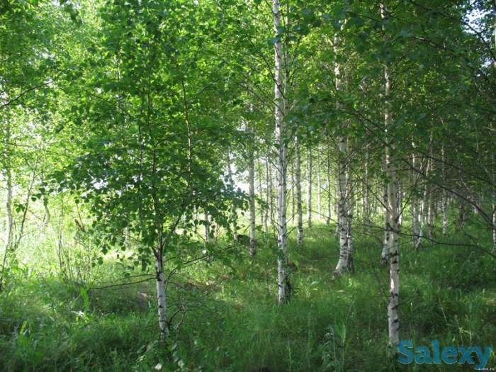 Оптовая продажа саженцев и лиственных деревьев, фотография 5