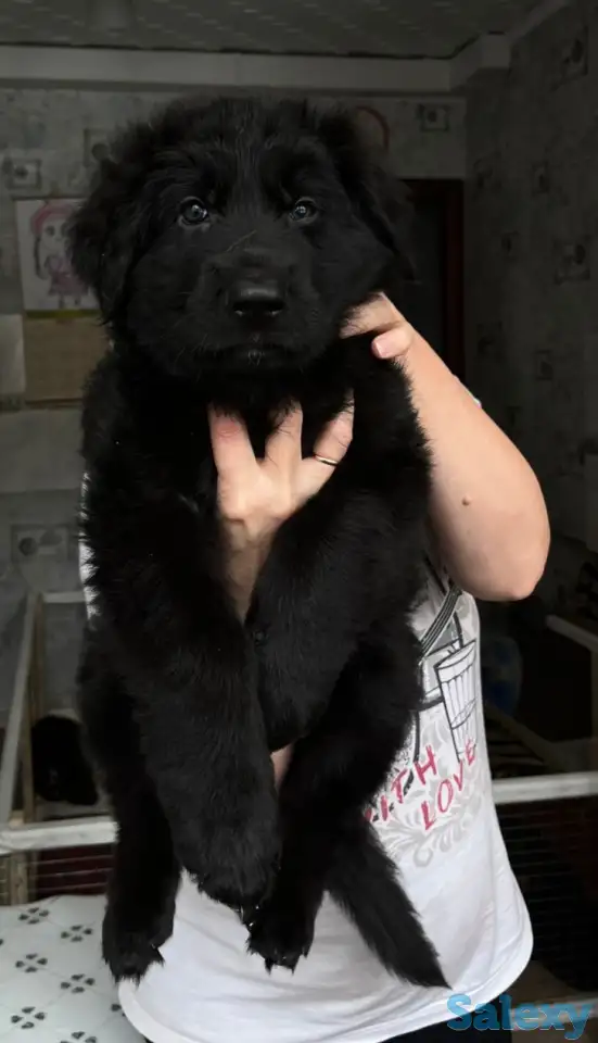 Щенки немецкой длинношерстной овчарки, фотография 1