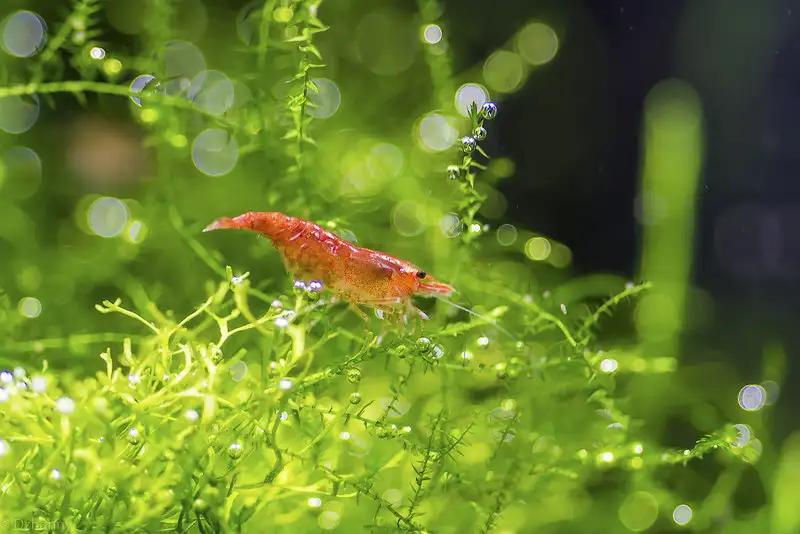 Продаются аквариумные креветки., фотография 1