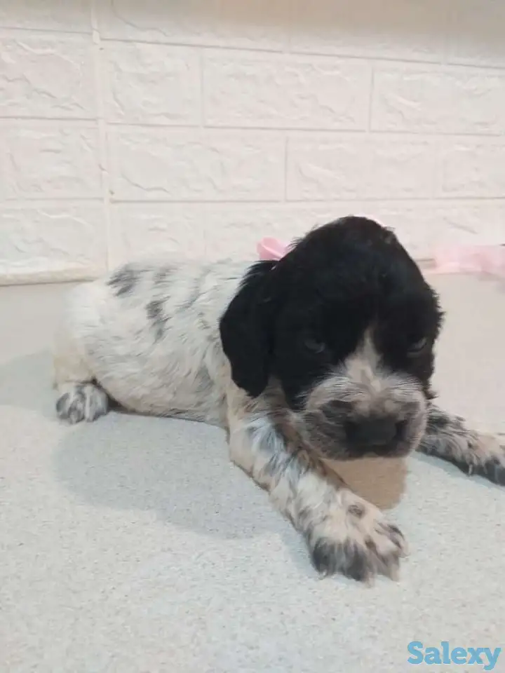 Готовятся к продаже щенки Русского спаниеля, фотография 4