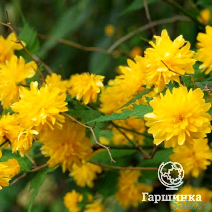 Керрия ауреовариегата японская, фотография 1