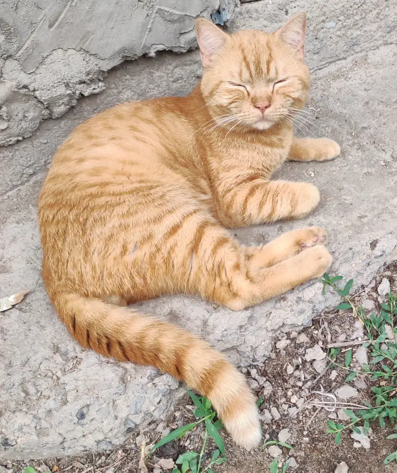 кот-потеряшка в  добрые  руки, фотография 5