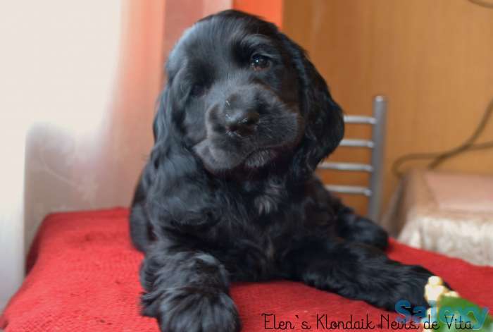 Английский кокер спаниель щенки, фотография 2