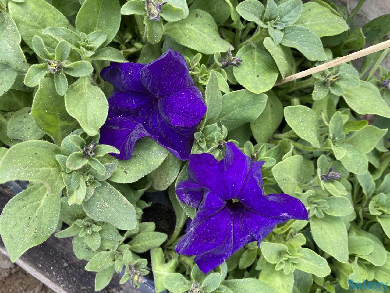 Рассада петунии, фотография 1