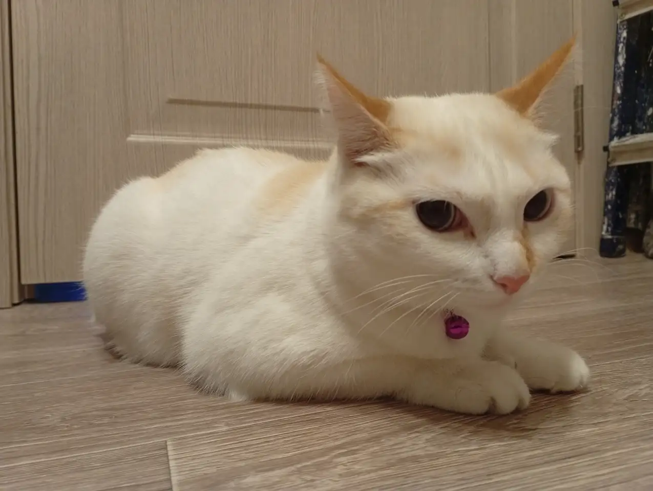 Девочка Лора, ищет новую семью, фотография 1