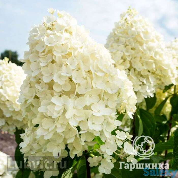 Гортензия саммер сноу, фотография 1