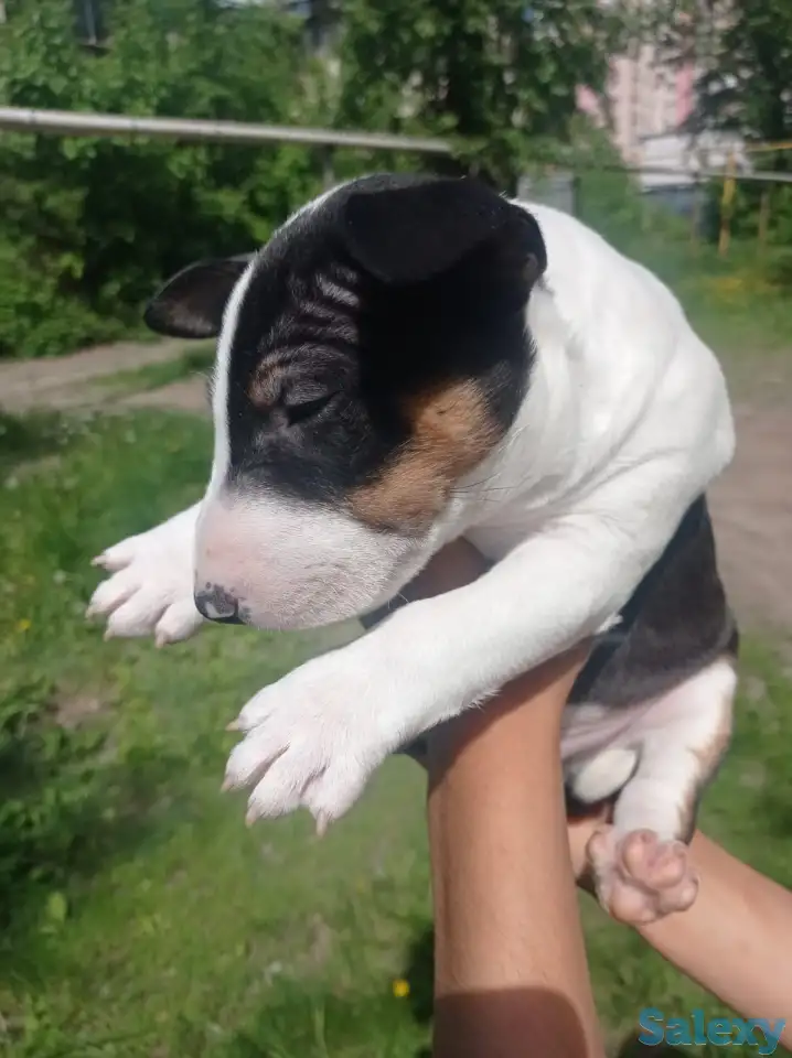 Миниатюрный бультерьер, фотография 7