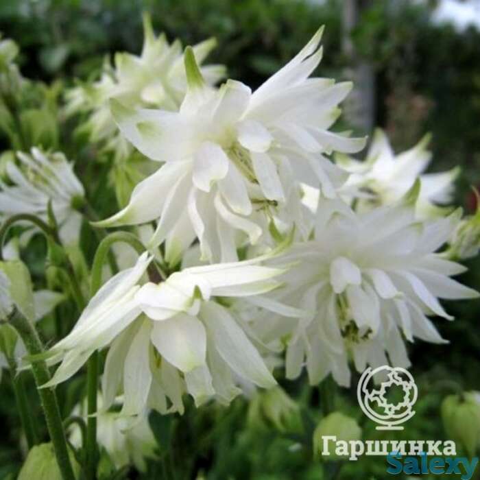 Аквилегия Вайт Барлоу, фотография 1