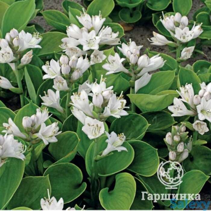 Хоста монстр ирс (m), фотография 1