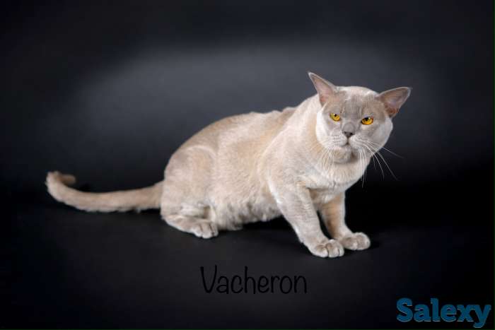 Бурманские котята, фотография 5