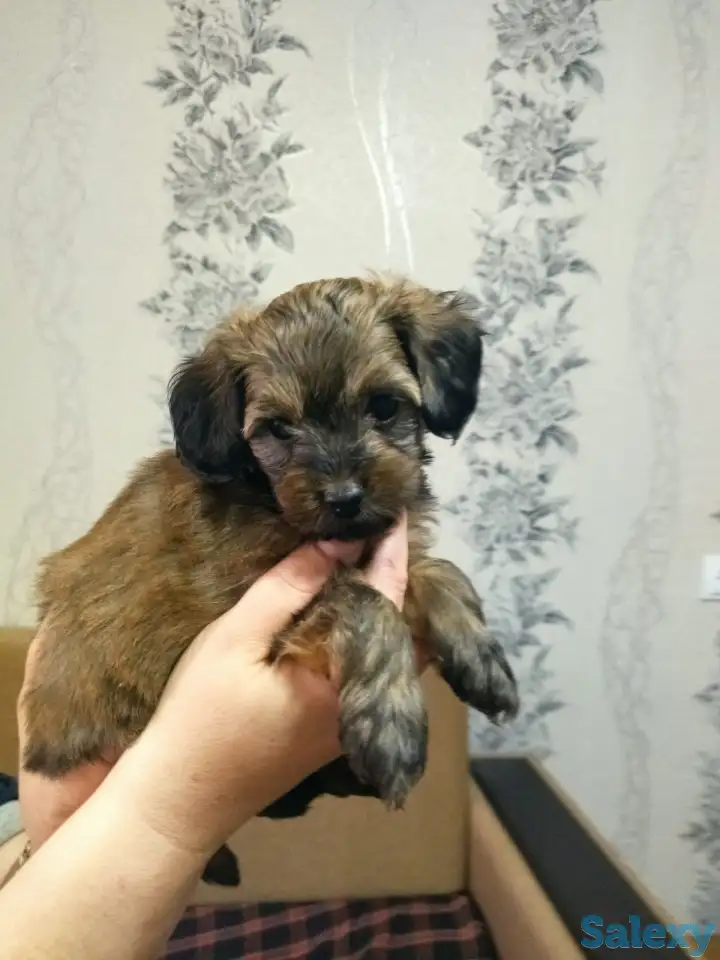 Продажа мальтипу, фотография 3