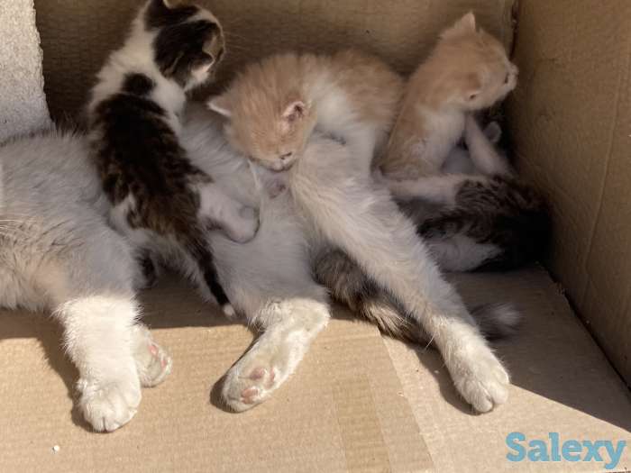 Отдам котят в хорошие руки, фотография 3