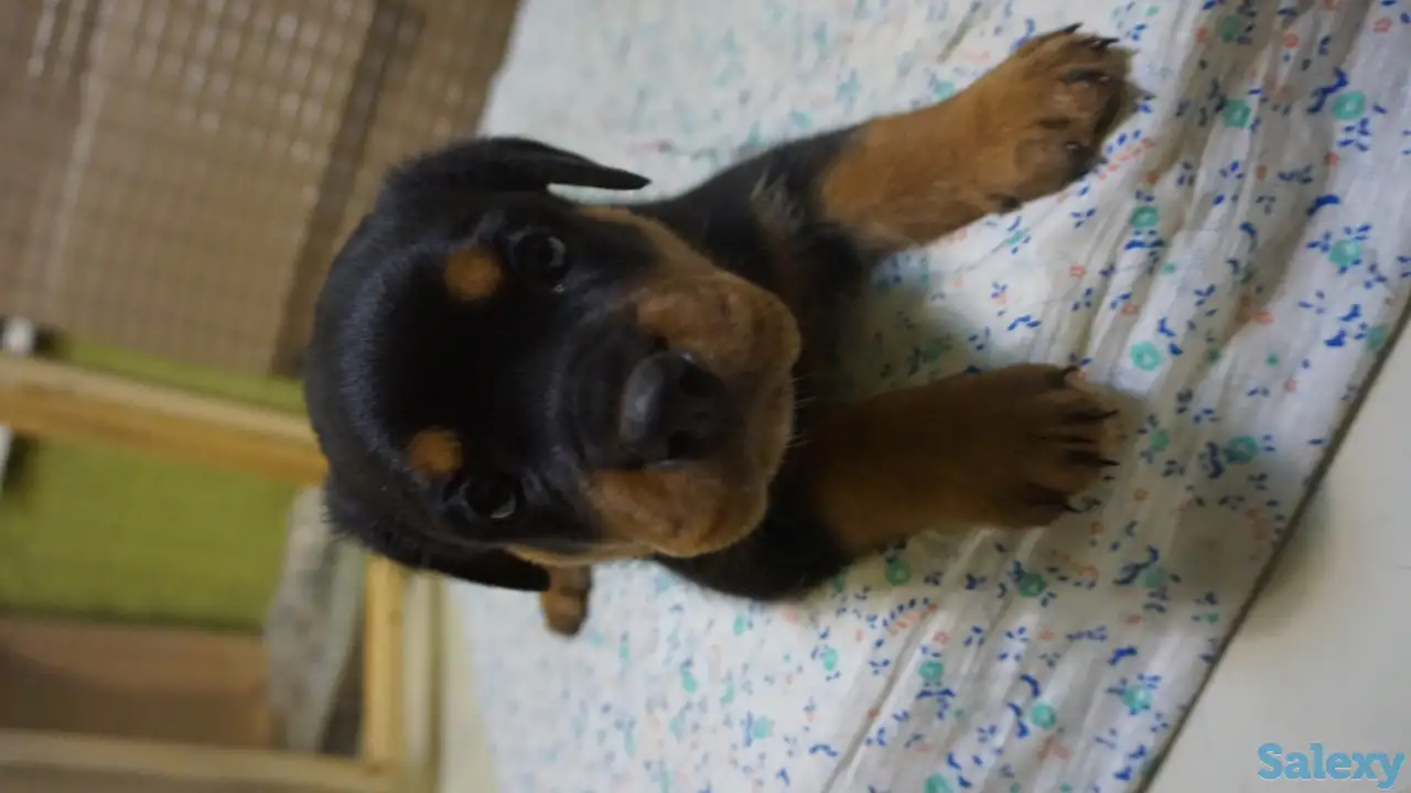 Продам, фотография 1