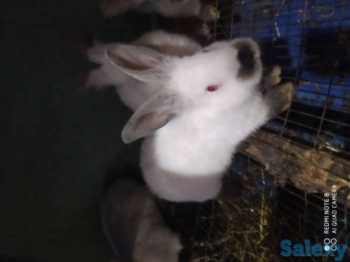 Кролики, фотография 1