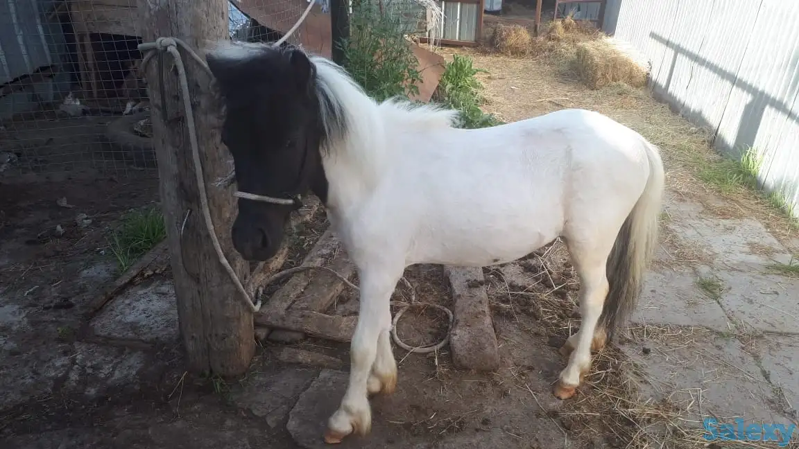 продам пони и жеребят, фотография 3