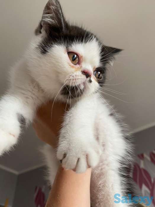 Котята экзоты, фотография 1