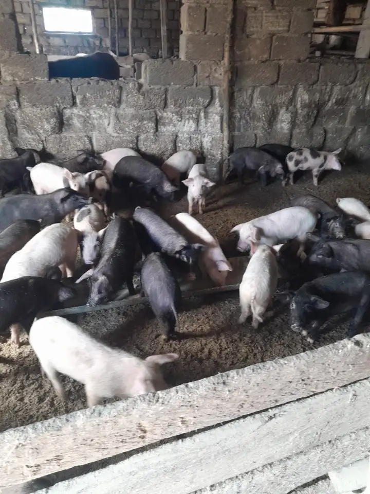 Продам поросят порода Дюрекс-петрен ландрасс, фотография 2