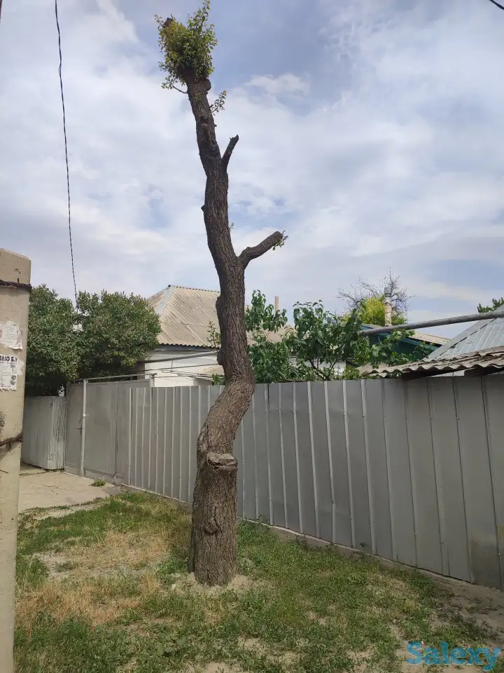 Нужно распилить дерево на 3части, фотография 1