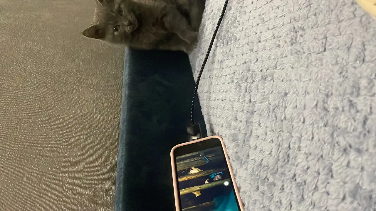 Кошки, фотография 1