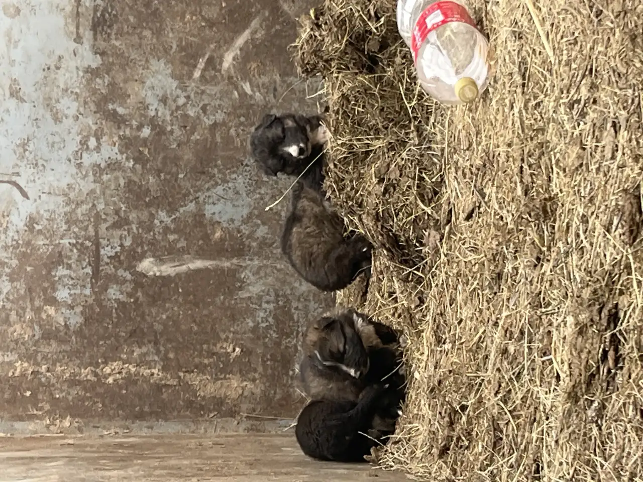 Ченки бесплатно немец, фотография 1