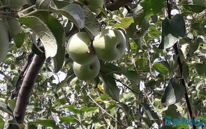 Продам дачу, уральск, фотография 3