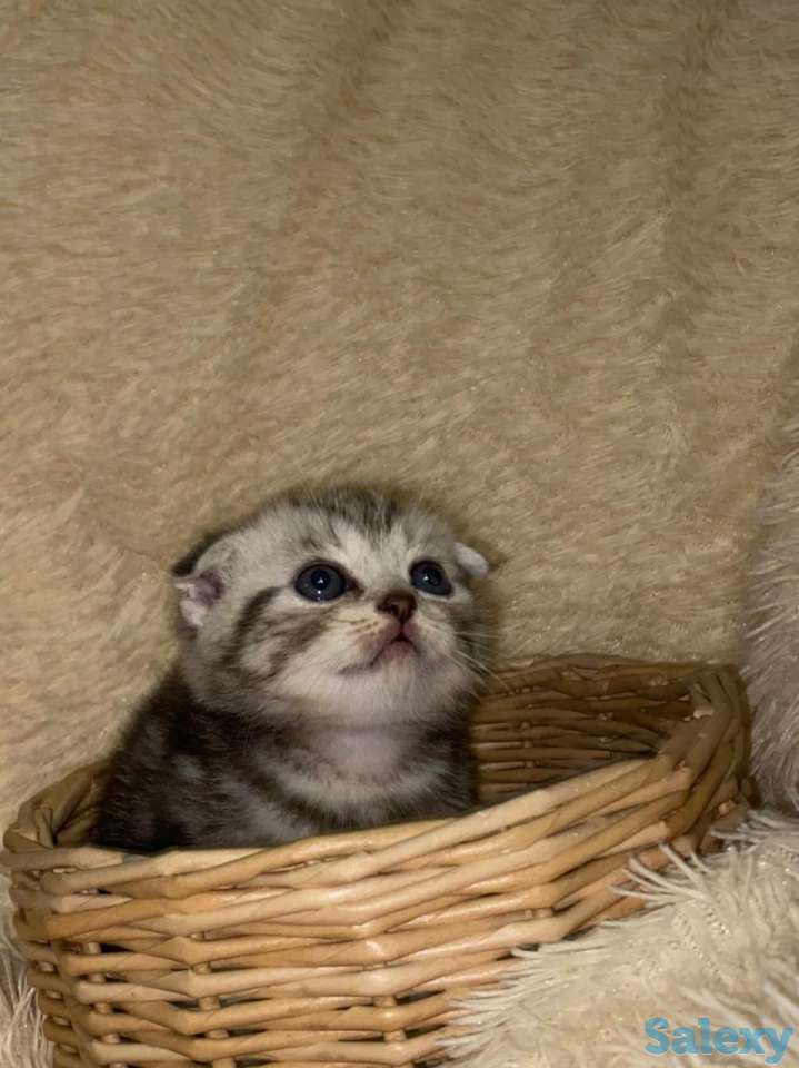 Продам котят мальчиков и девочек., фотография 12