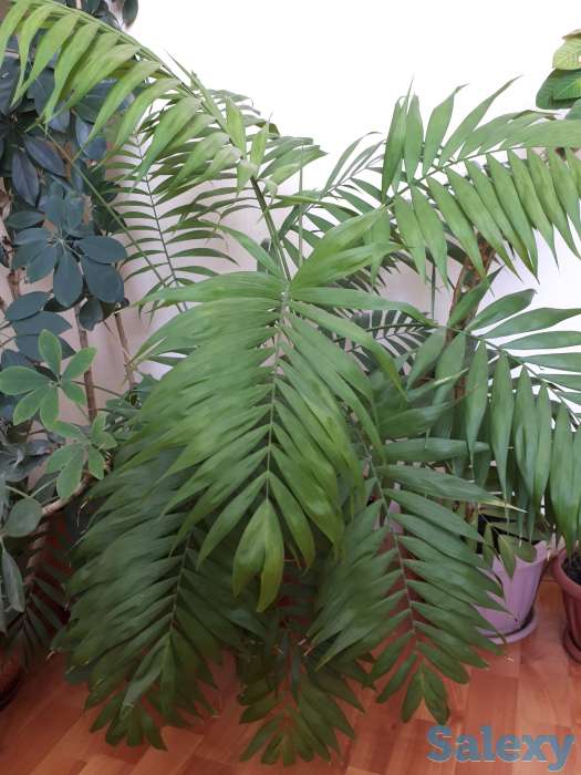 Продам комнатные цветы, фотография 1