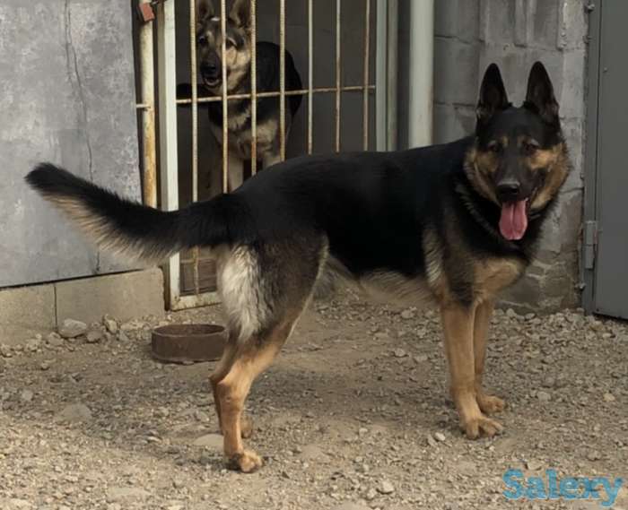 Продаются щенки ВЕО, фотография 1