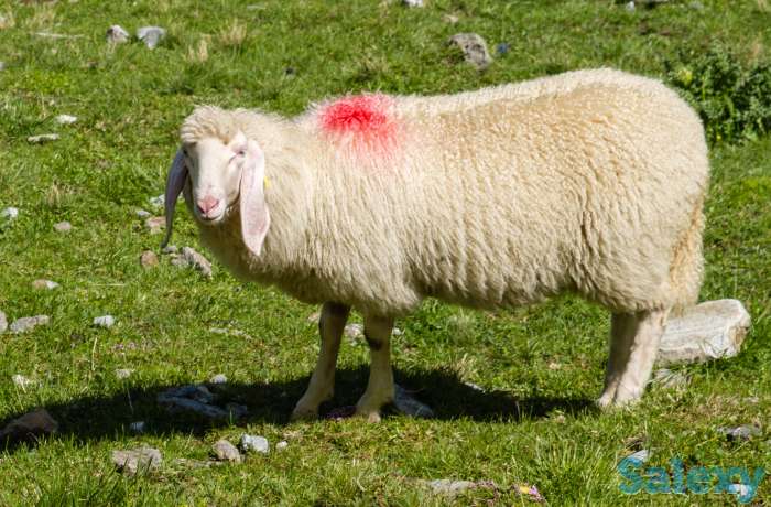 Племенные овцы Белый бергсчаф (скот из Европы класса Элита и Элита Рекорд), фотография 2