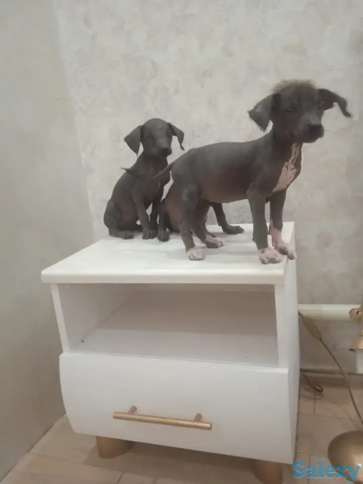 Продам щенков ксоло, фотография 9