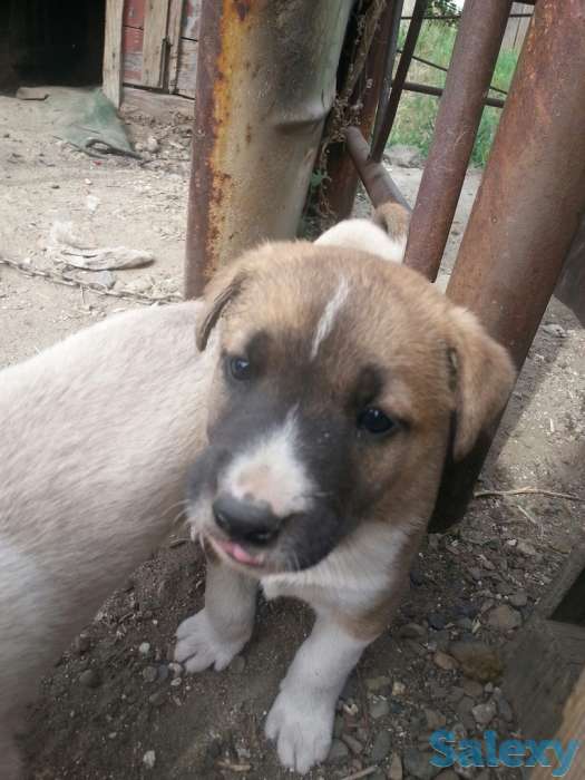 Щенки сторожевые., фотография 4