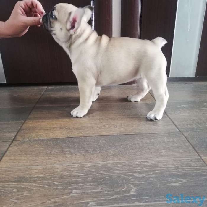 Продам щенков французского бульдога, фотография 5