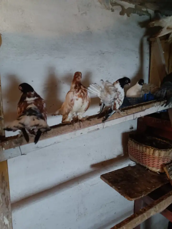 Голуби, фотография 3