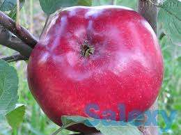 Саженец яблони Мекинтош ММ 106, фотография 1